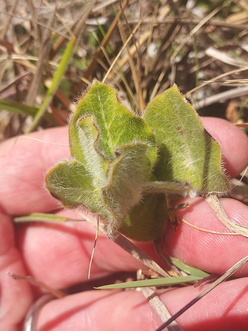 Oxypetalum marchesii photo 3
