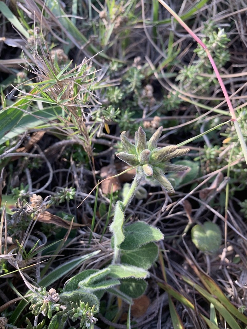 Oxypetalum marchesii photo 4