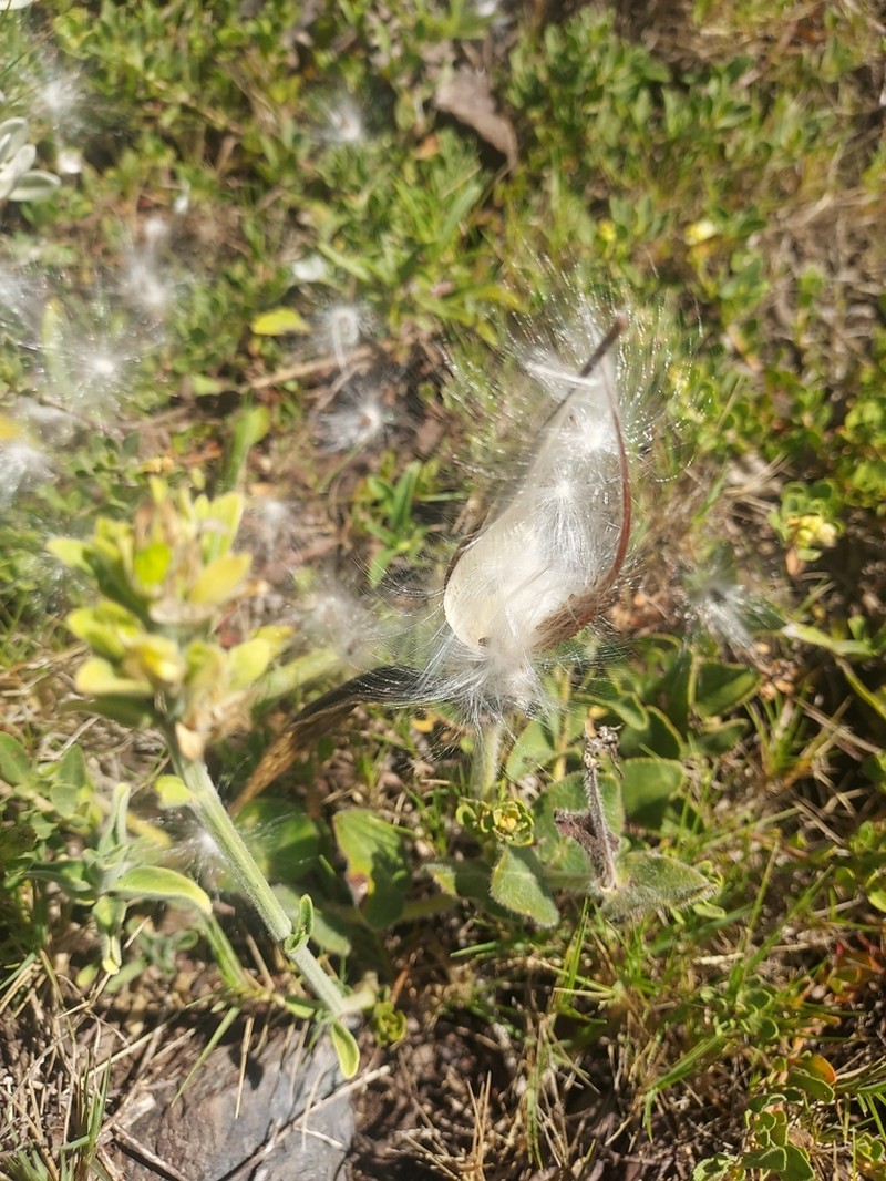 Oxypetalum marchesii photo 5