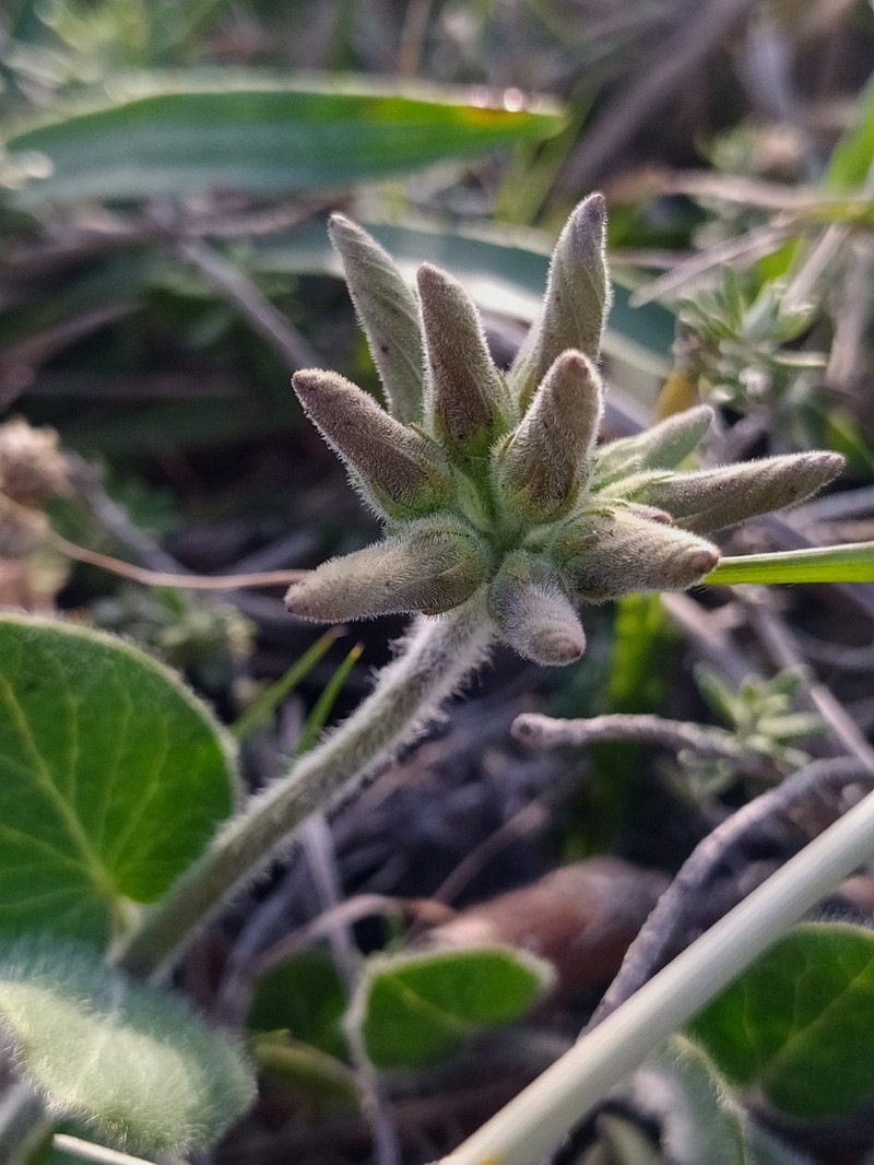 Oxypetalum marchesii photo 6