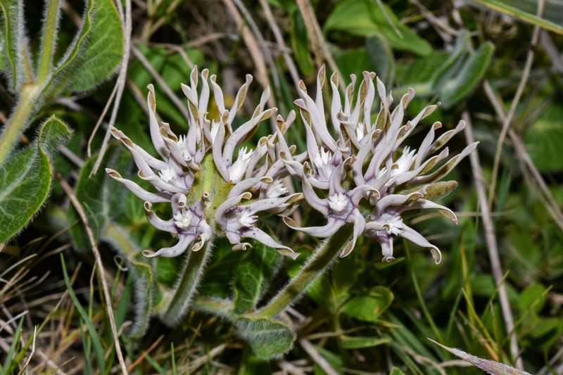 Oxypetalum marchesii photo 7