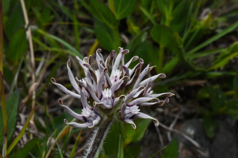 Oxypetalum marchesii photo 8