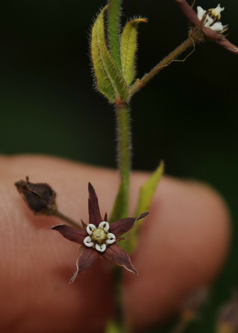 Oxypetalum radinsii