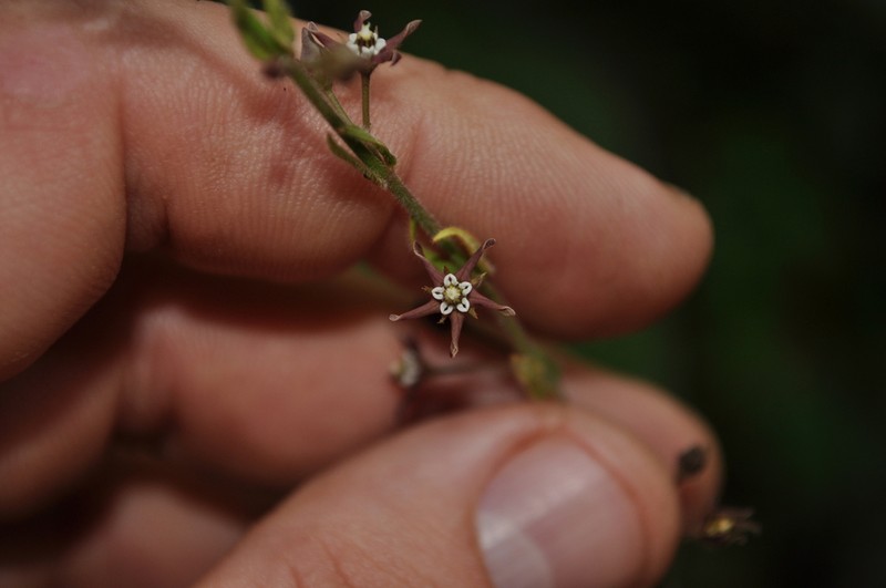 Oxypetalum radinsii photo 2