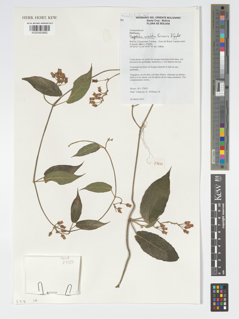 Oxypetalum urceolatum