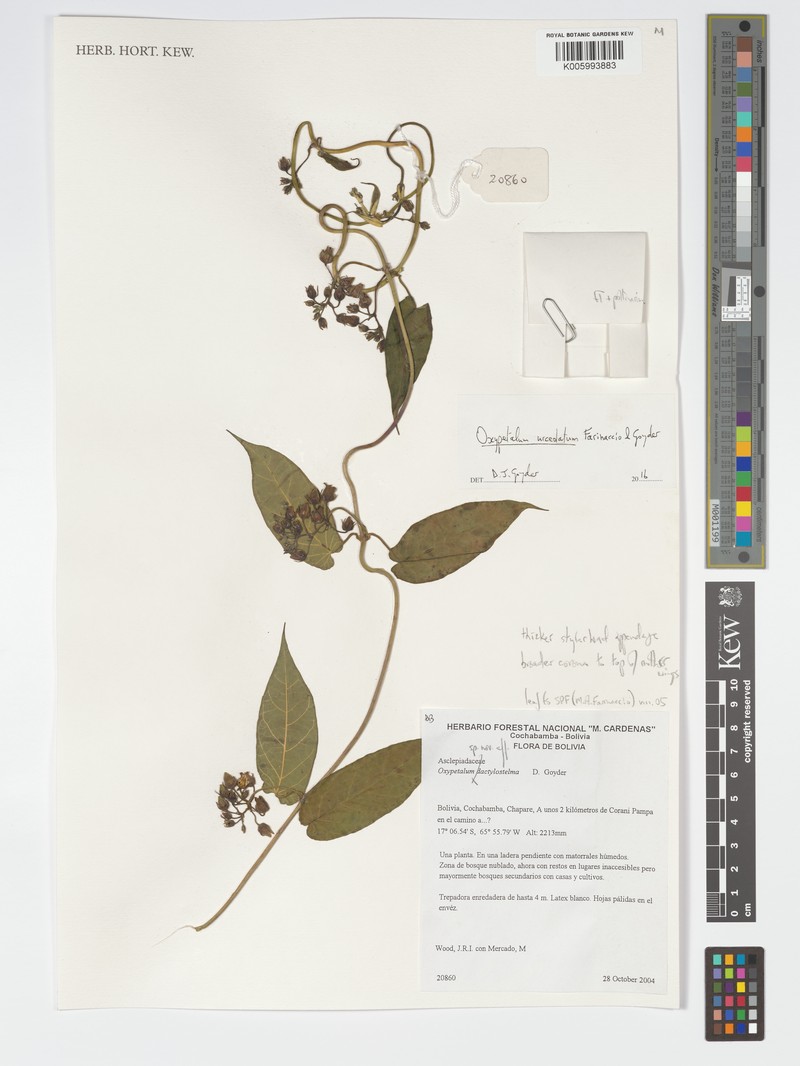 Oxypetalum urceolatum photo 2