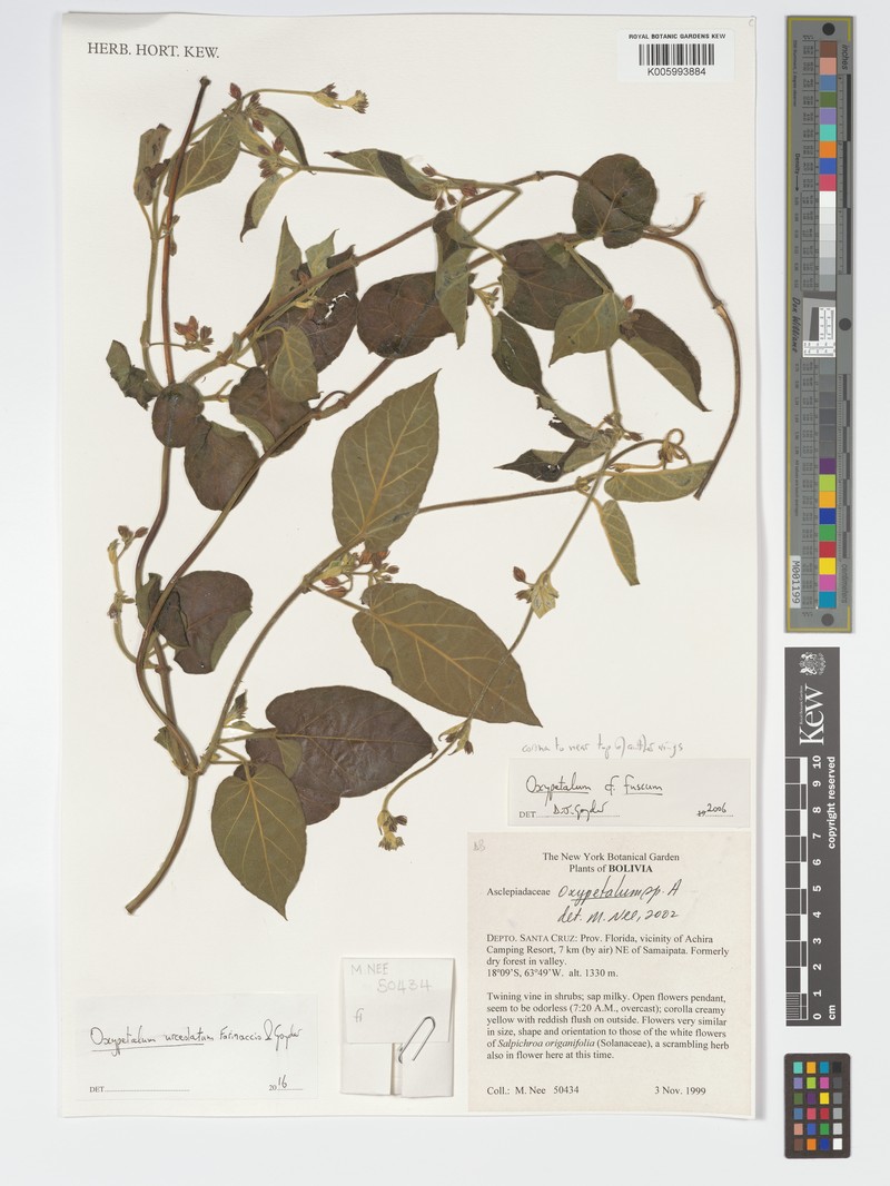 Oxypetalum urceolatum photo 3
