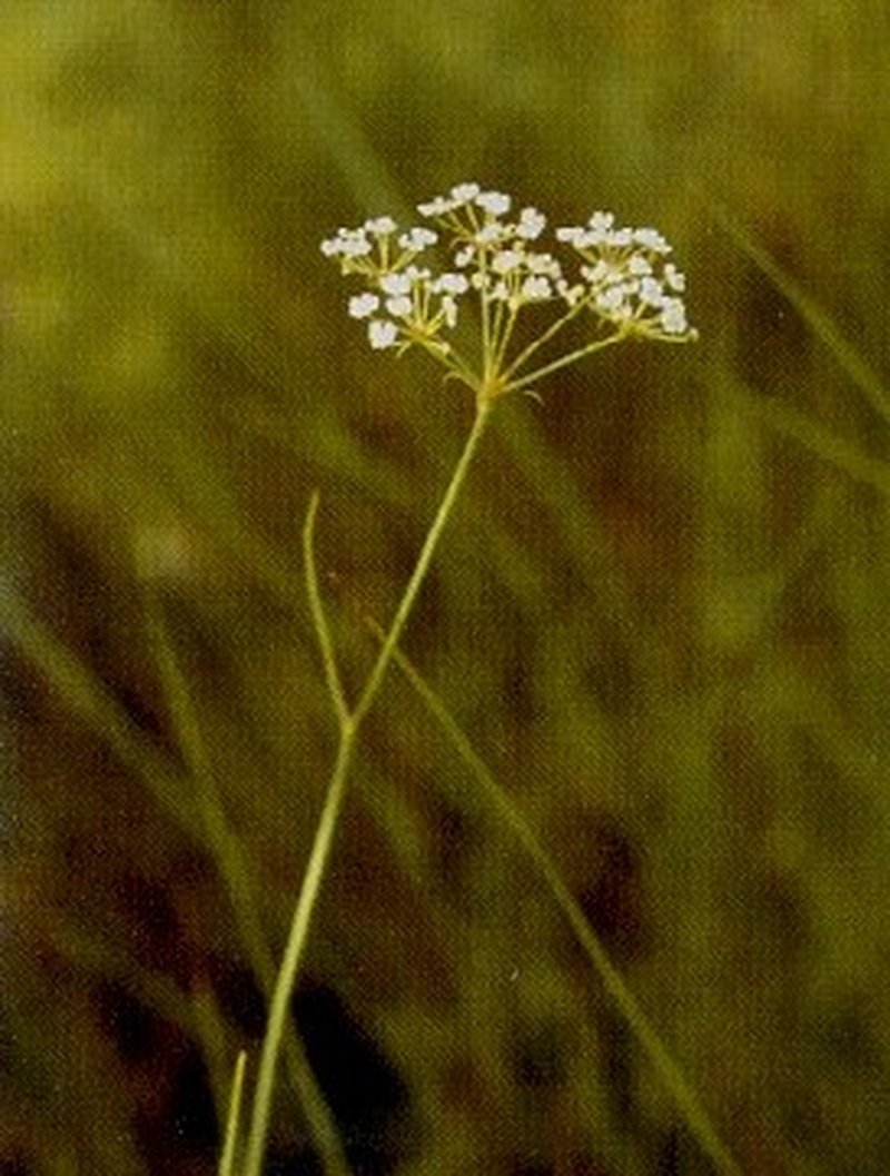 Canby's Cowbane