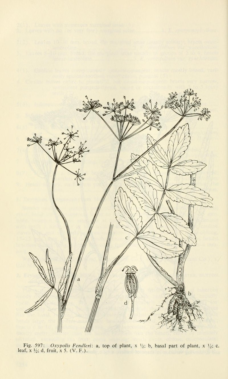 Fendler's Cowbane
