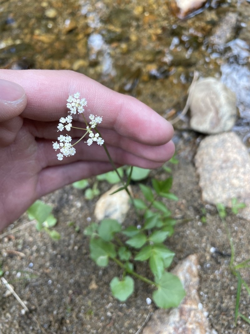 Fendler's Cowbane