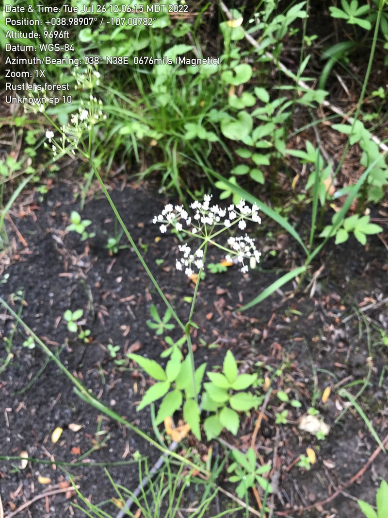 Fendler's Cowbane photo 2