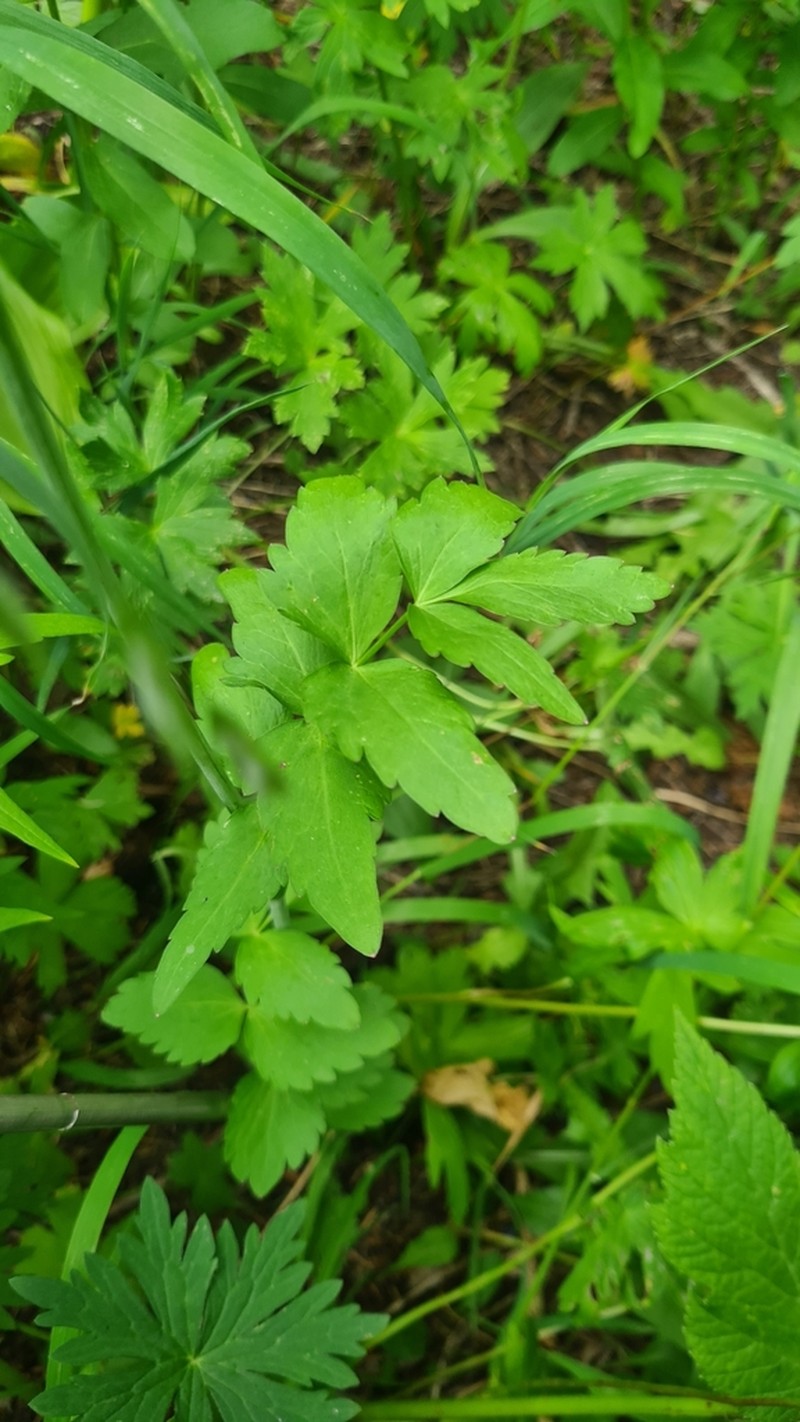 Fendler's Cowbane photo 3