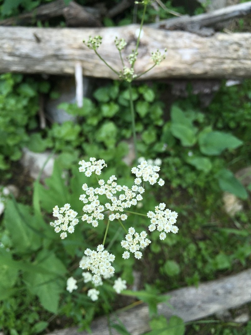 Fendler's Cowbane photo 4