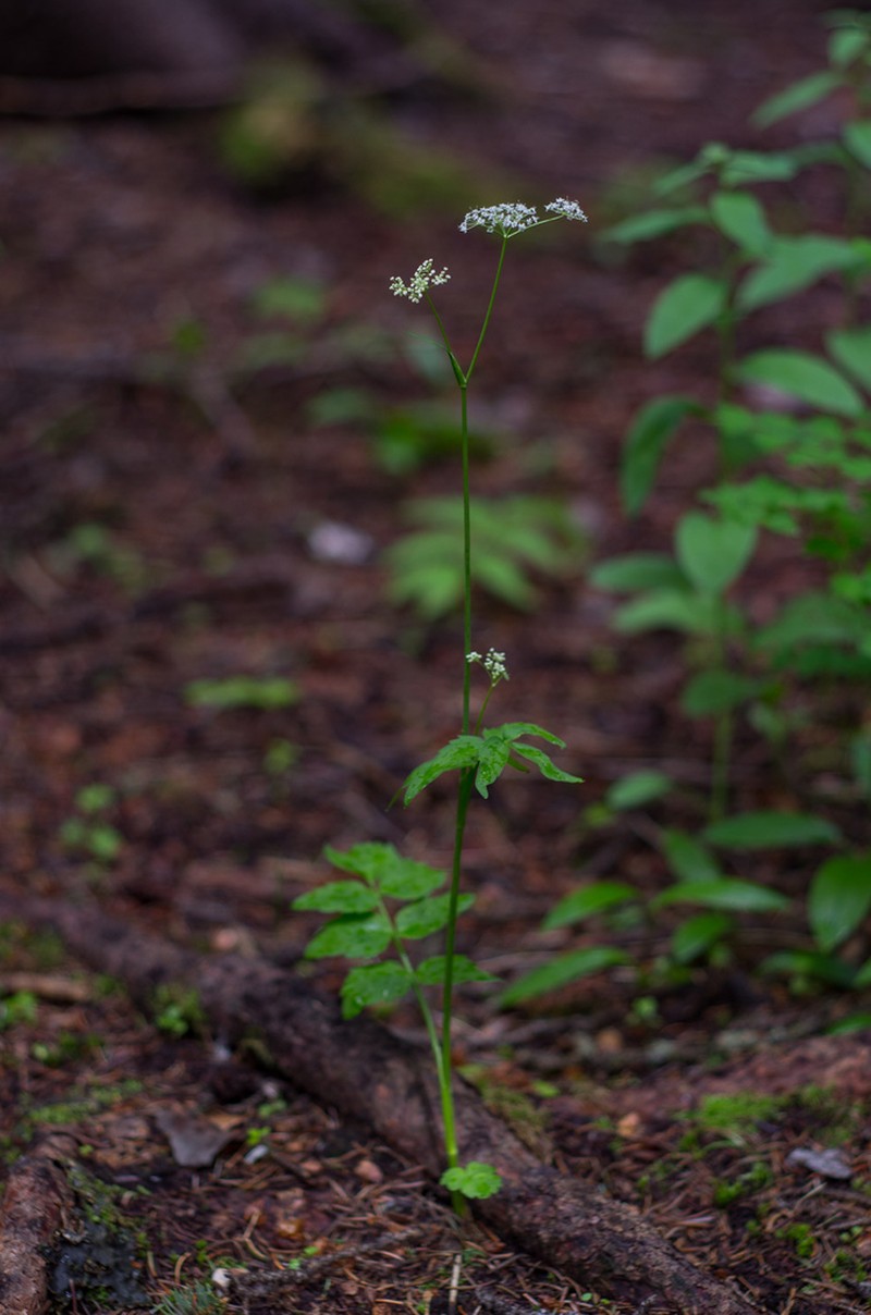Fendler's Cowbane photo 5