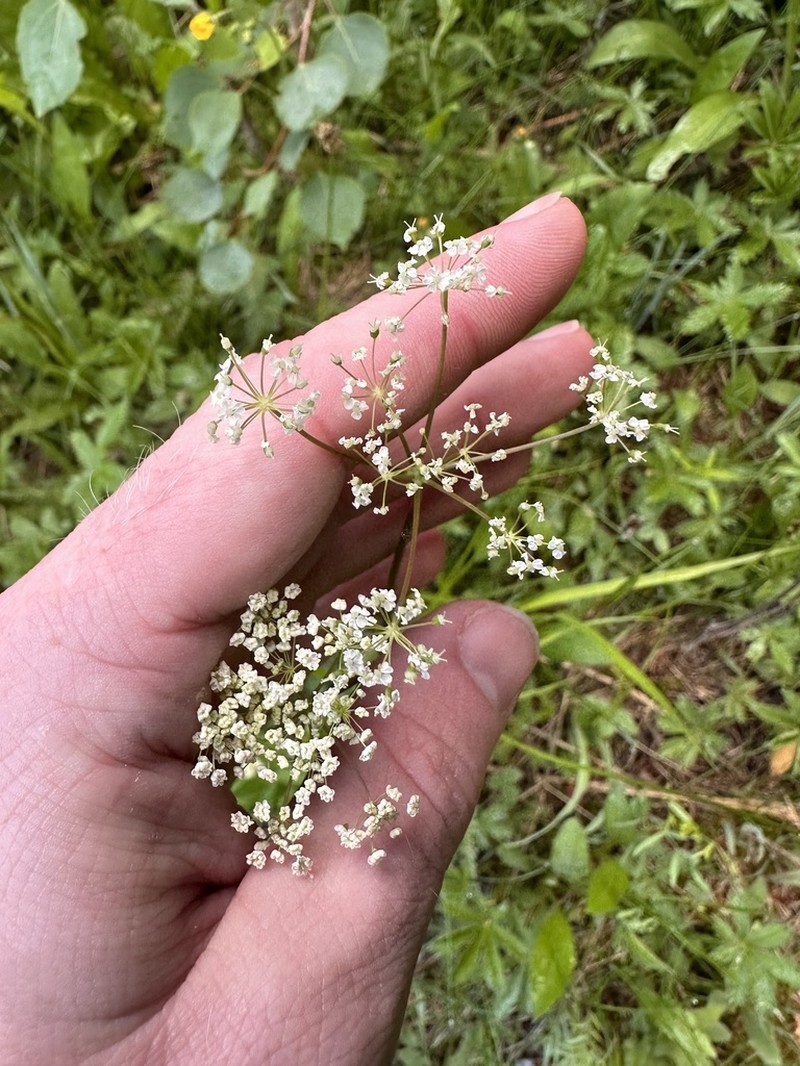 Fendler's Cowbane photo 6