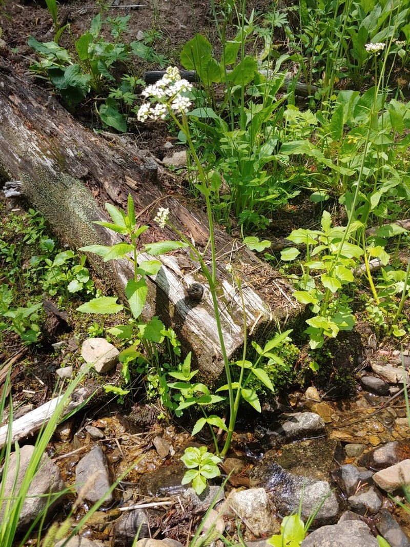 Fendler's Cowbane photo 7