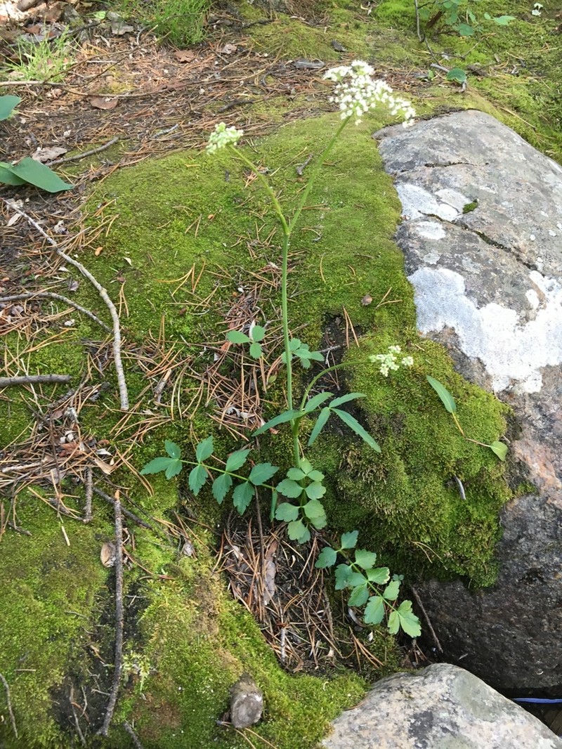 Fendler's Cowbane photo 8