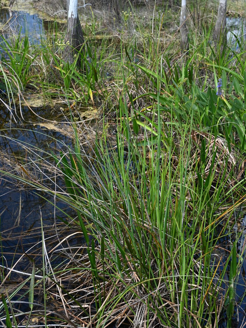 Water Cowbane photo 2