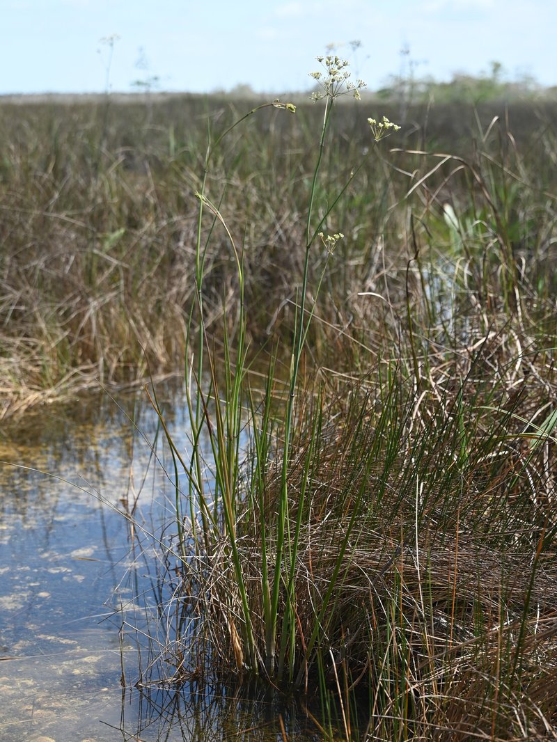 Water Cowbane photo 3