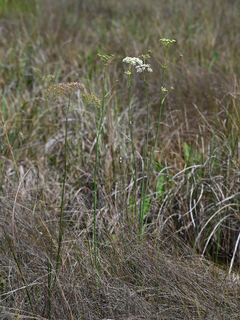 Water Cowbane photo 5