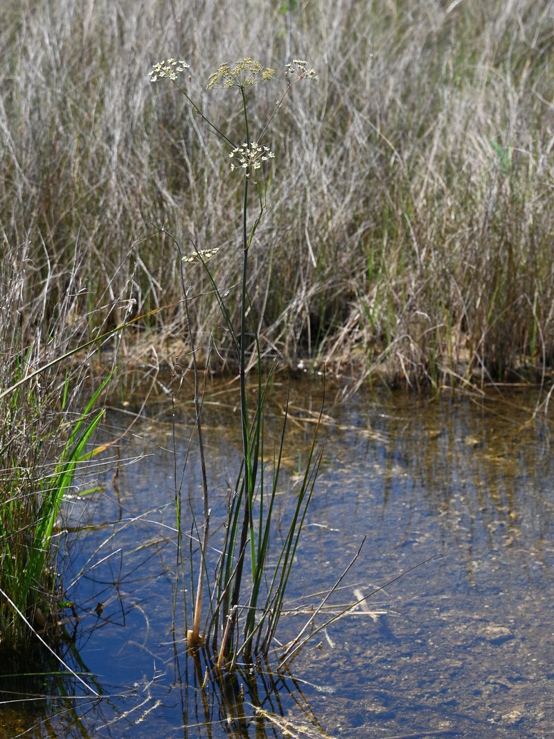 Water Cowbane photo 7