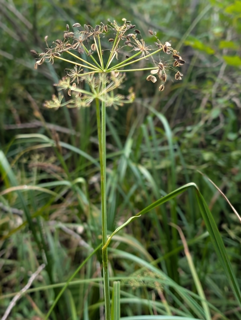 Western Cowbane