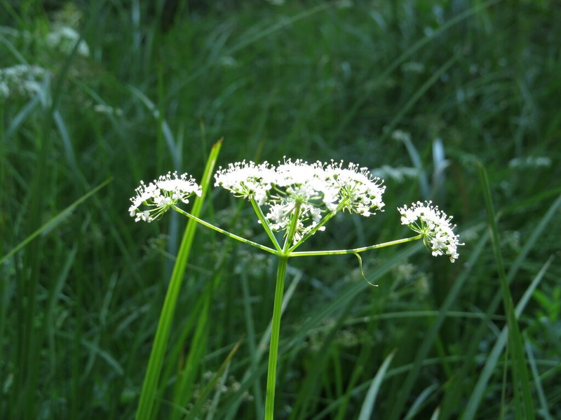 Western Cowbane photo 2