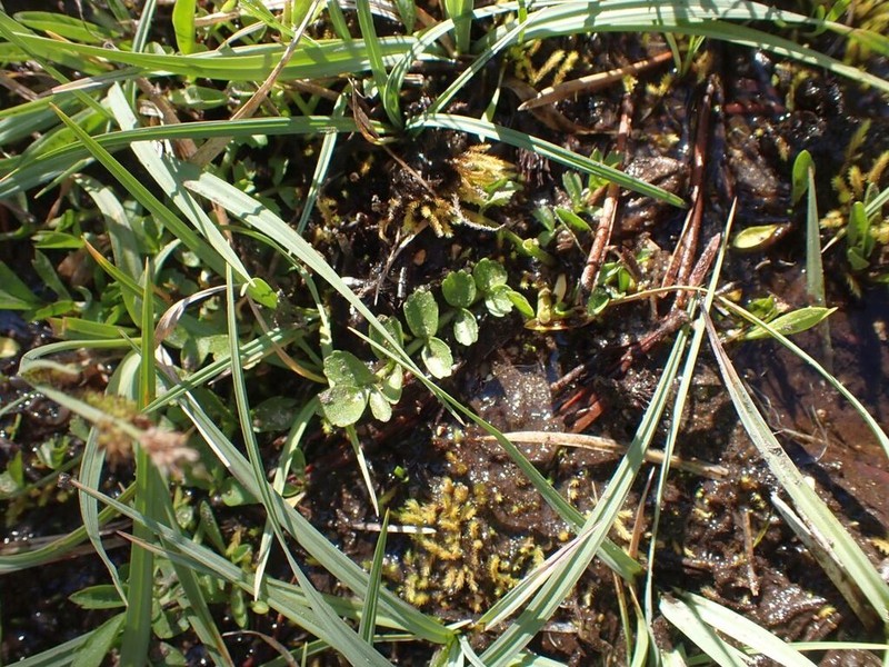 Western Cowbane photo 3