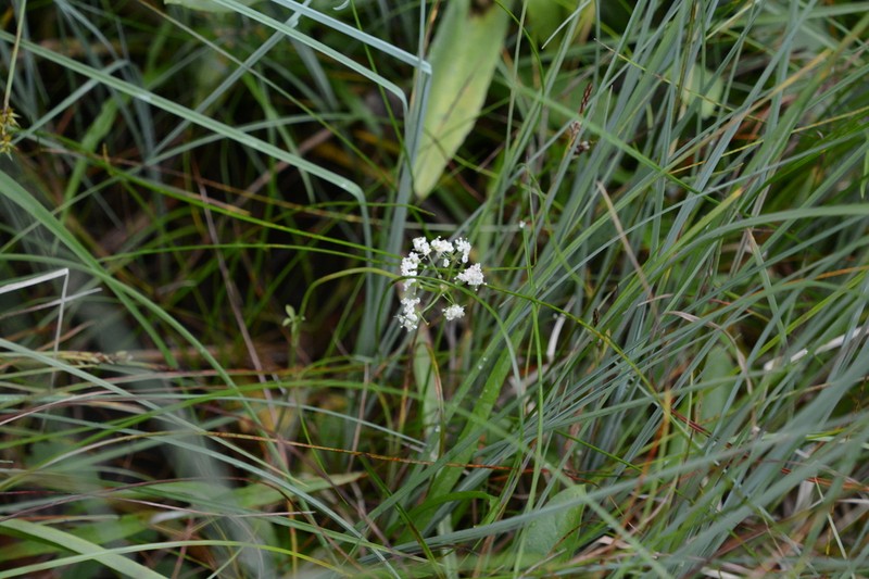 Western Cowbane photo 5