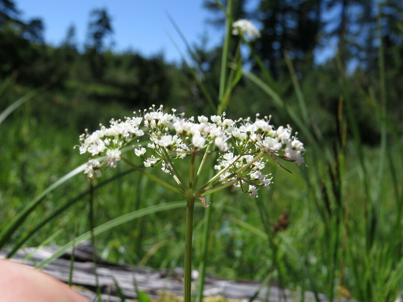Western Cowbane photo 6