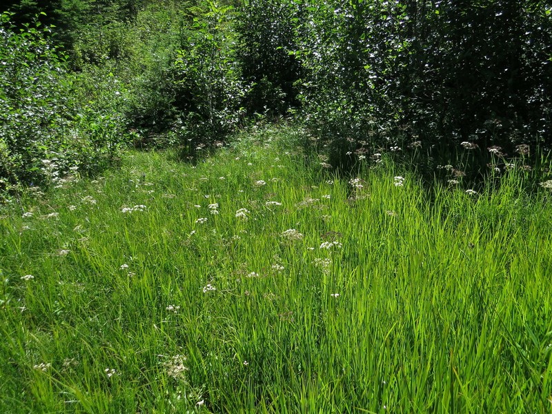 Western Cowbane photo 7