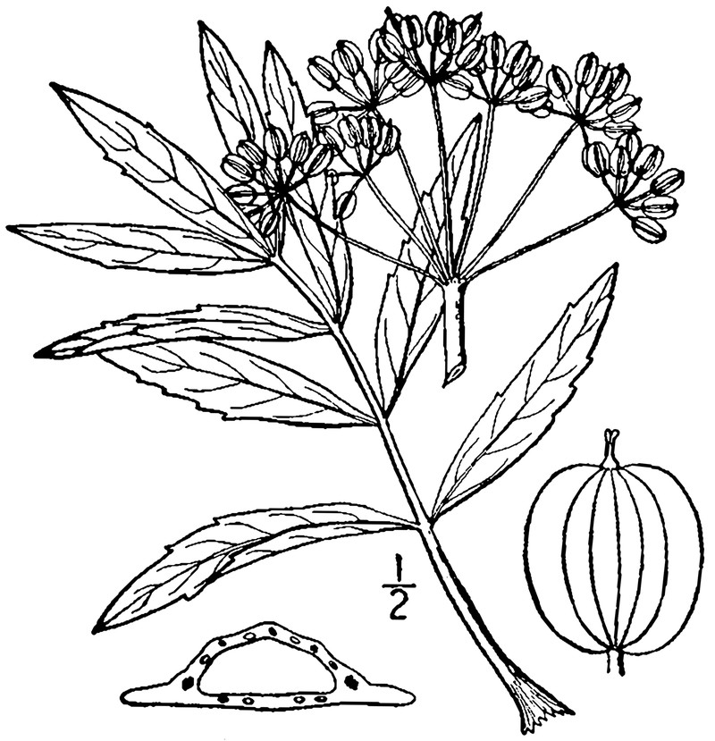 Stiff Cowbane