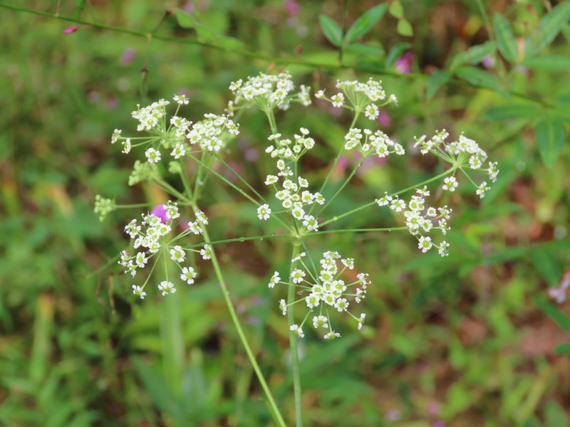 Stiff Cowbane photo 4
