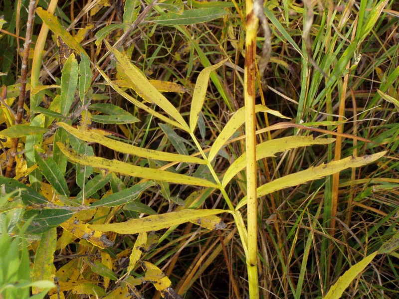 Stiff Cowbane photo 5