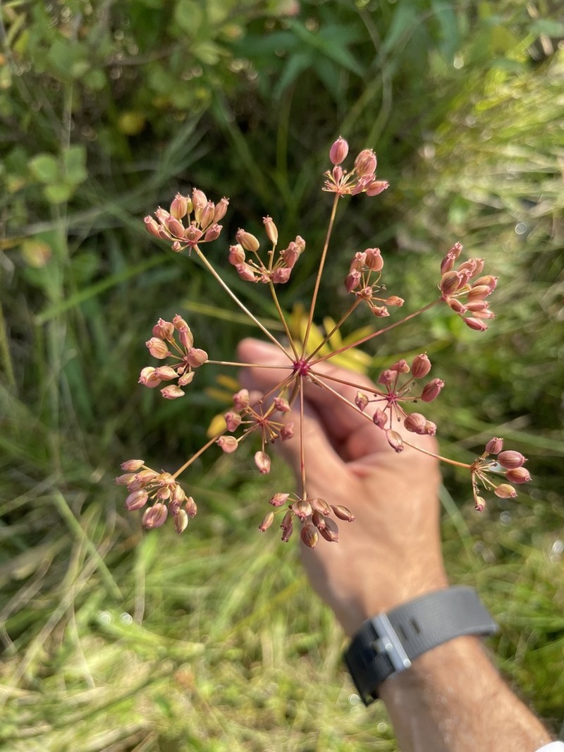 Stiff Cowbane photo 6