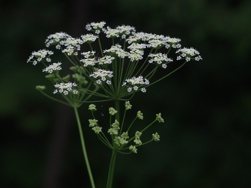 Stiff Cowbane photo 7