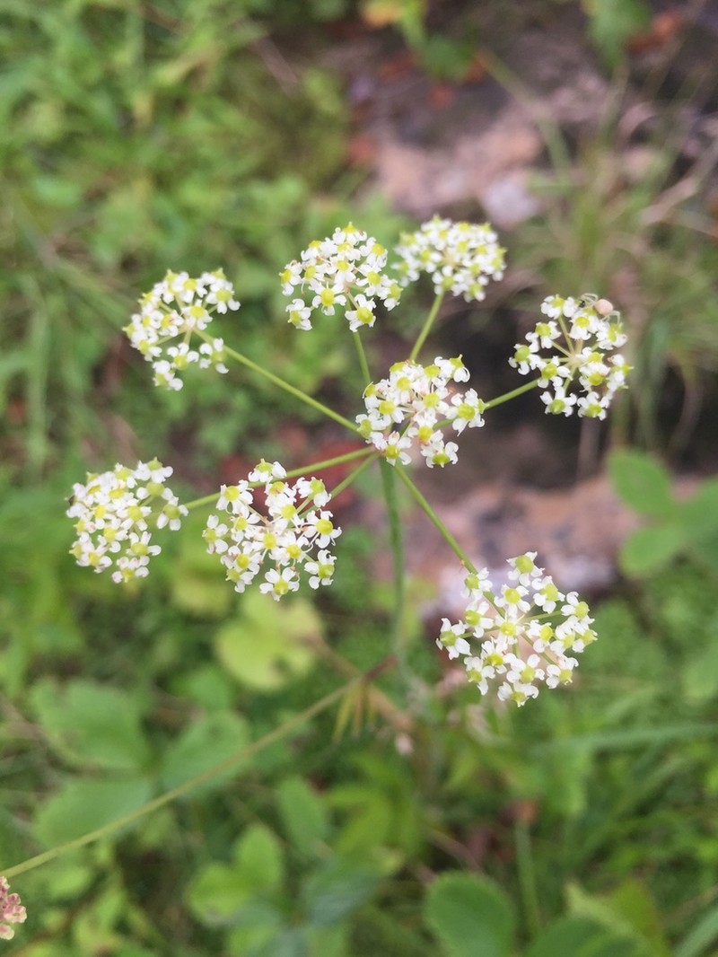 Stiff Cowbane photo 8