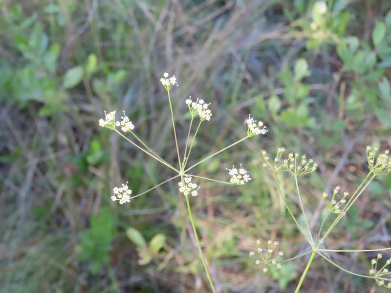 Piedmont Cowbane