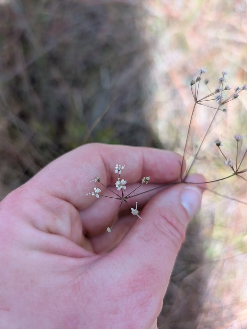 Piedmont Cowbane photo 2