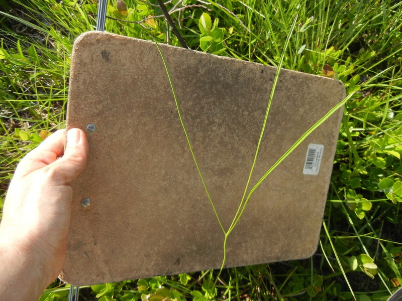 Piedmont Cowbane photo 3