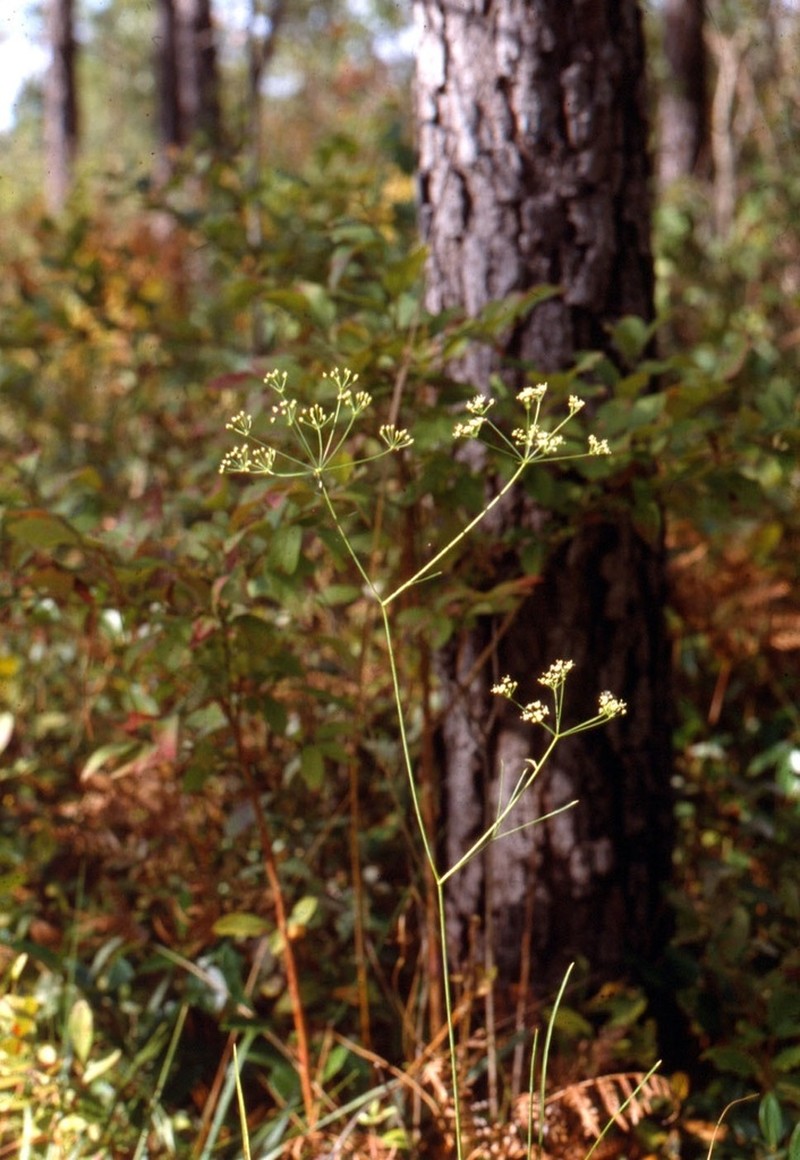 Piedmont Cowbane photo 4