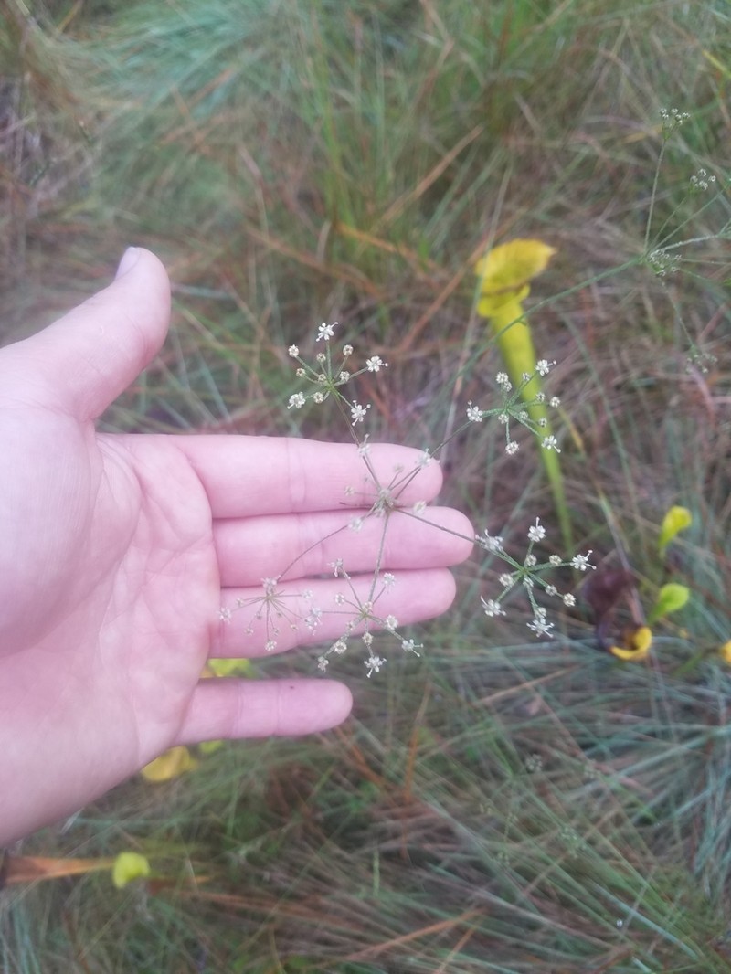 Piedmont Cowbane photo 5