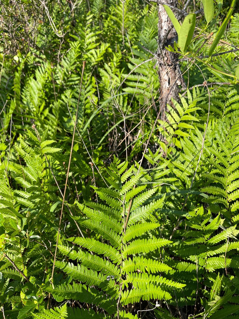 Piedmont Cowbane photo 6