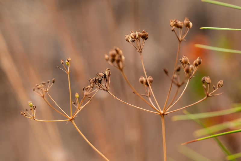 Piedmont Cowbane photo 7