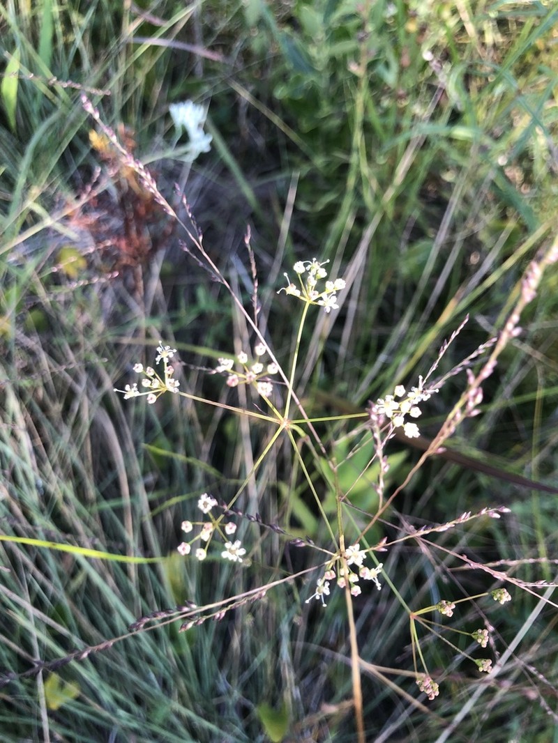 Piedmont Cowbane photo 8