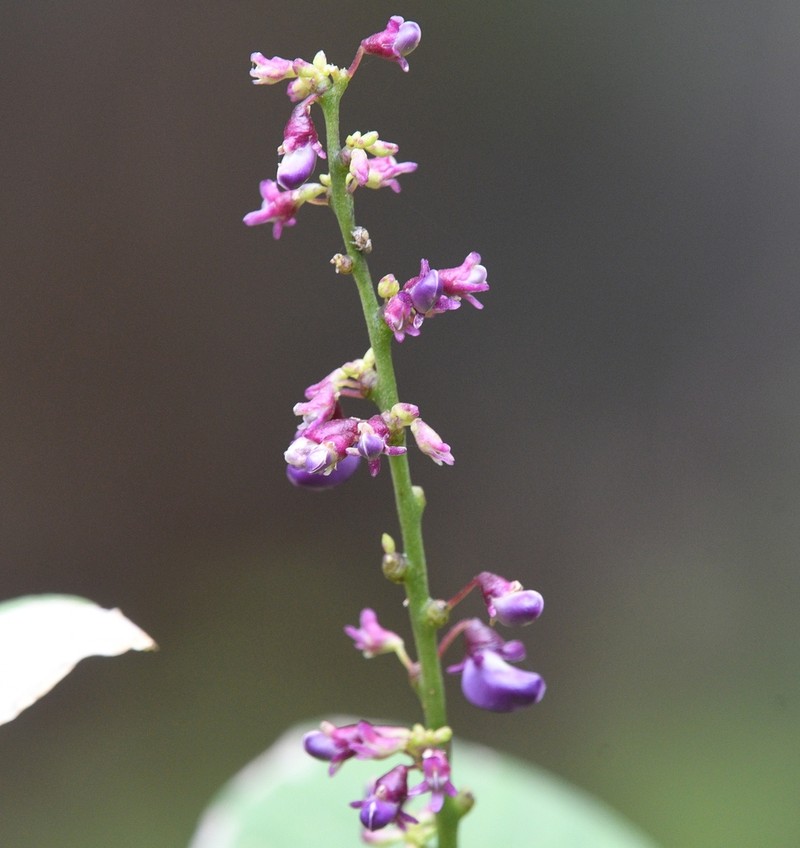 Oxyrhynchus populneus photo 2