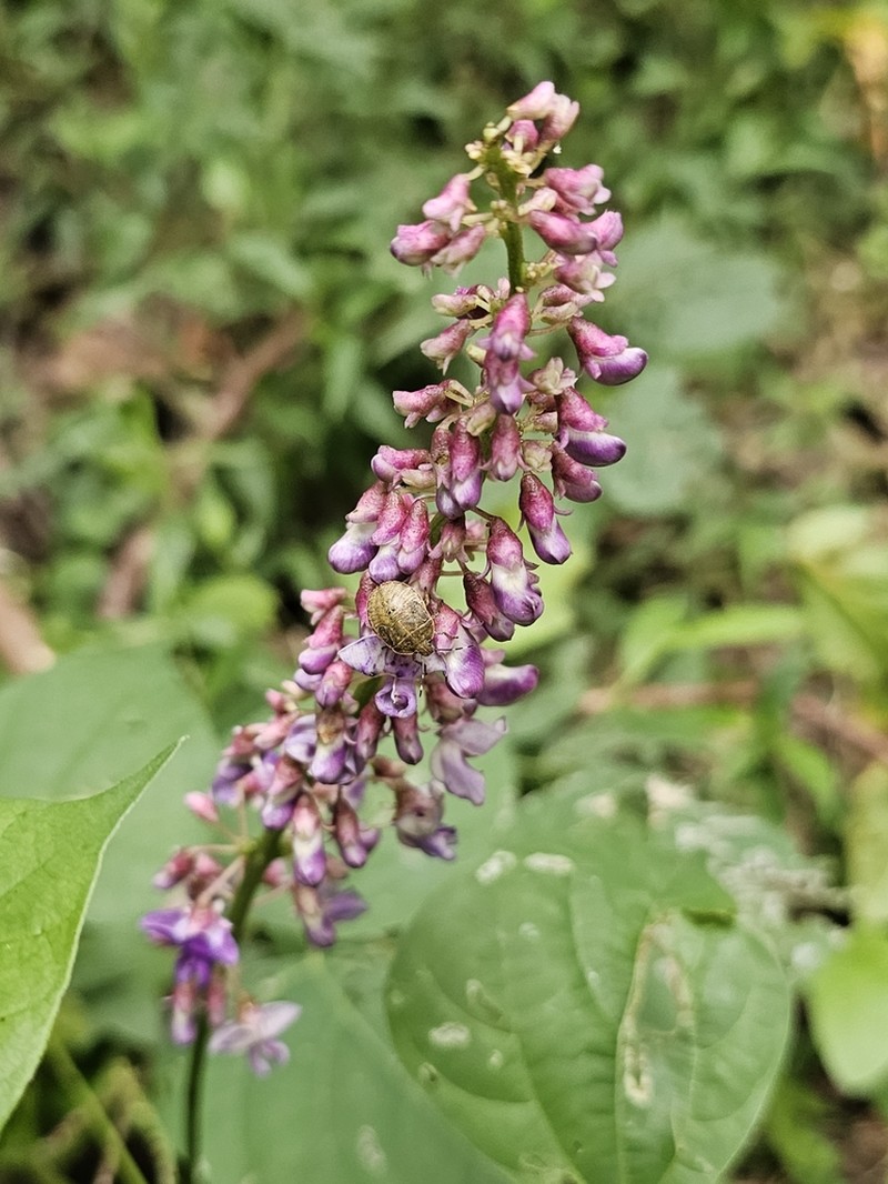 Oxyrhynchus populneus photo 5