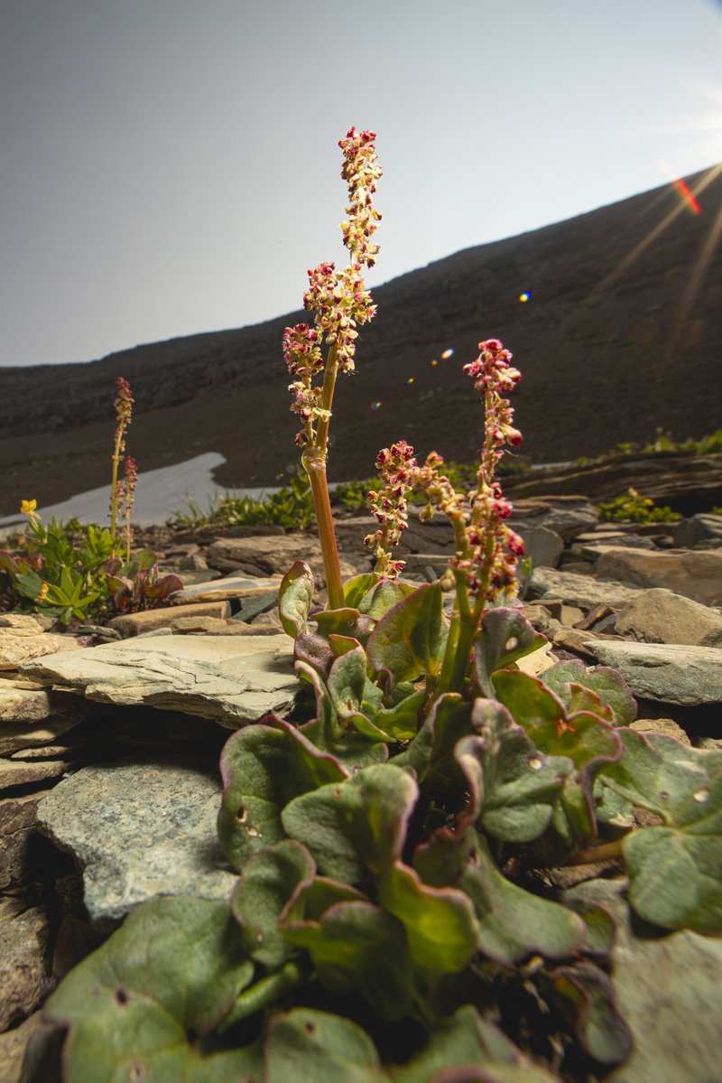 Alpine Mountainsorrel