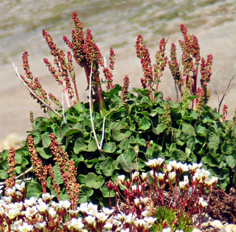 Alpine Mountainsorrel photo 4