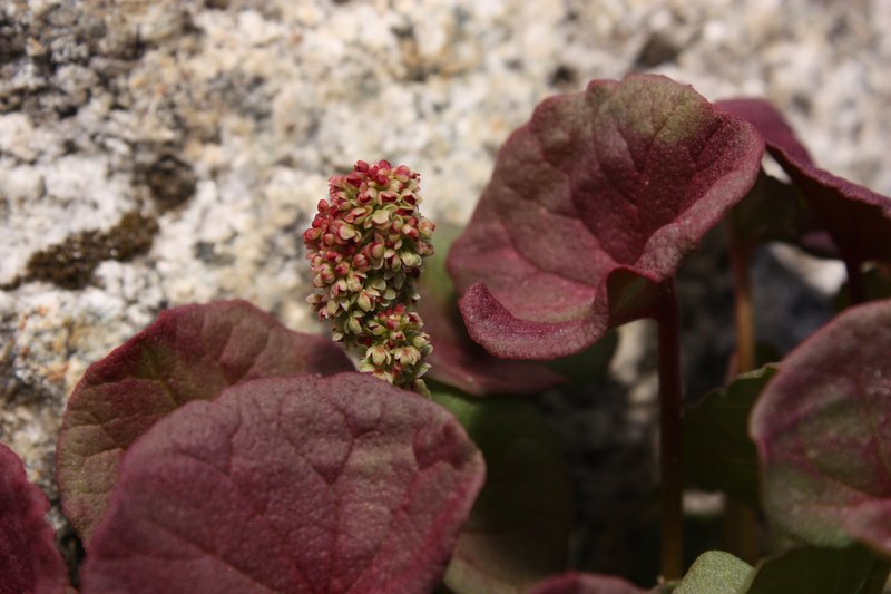 Alpine Mountainsorrel photo 5